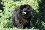 CHOW CHOW 352